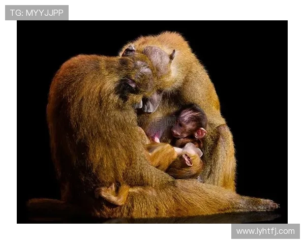 猴子与足球明星的奇妙联系揭示了运动与动物世界的趣味交融